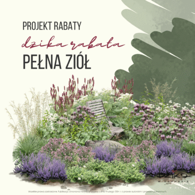Dzika rabata pełna ziół
