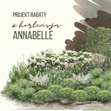 Dzika rabata z hortensja Annabelle