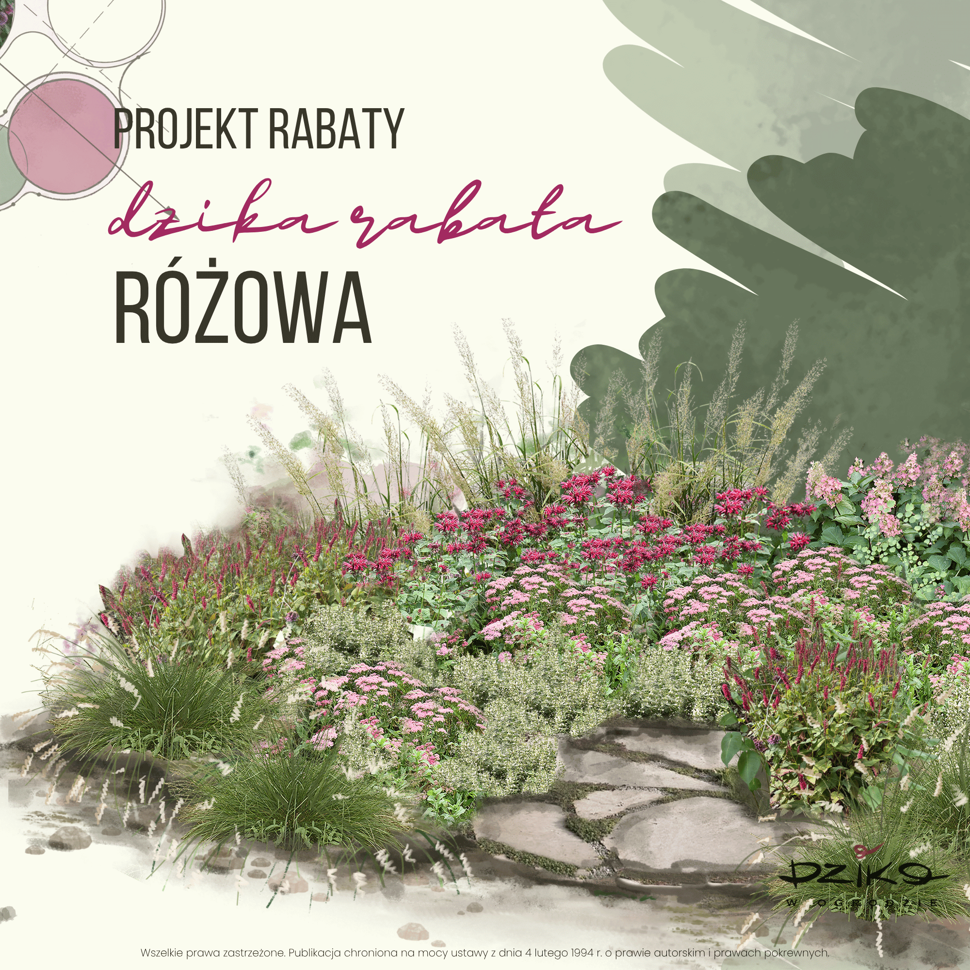 Kanny Rabata Dzika rabata różowa - DzikoWOgrodzie.pl