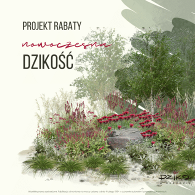 Dzika rabata nowoczesna dzikość