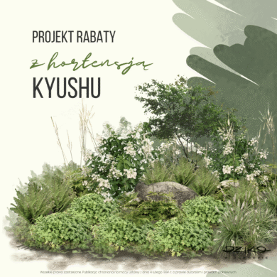 Dzika rabata z hortensja Kyushu